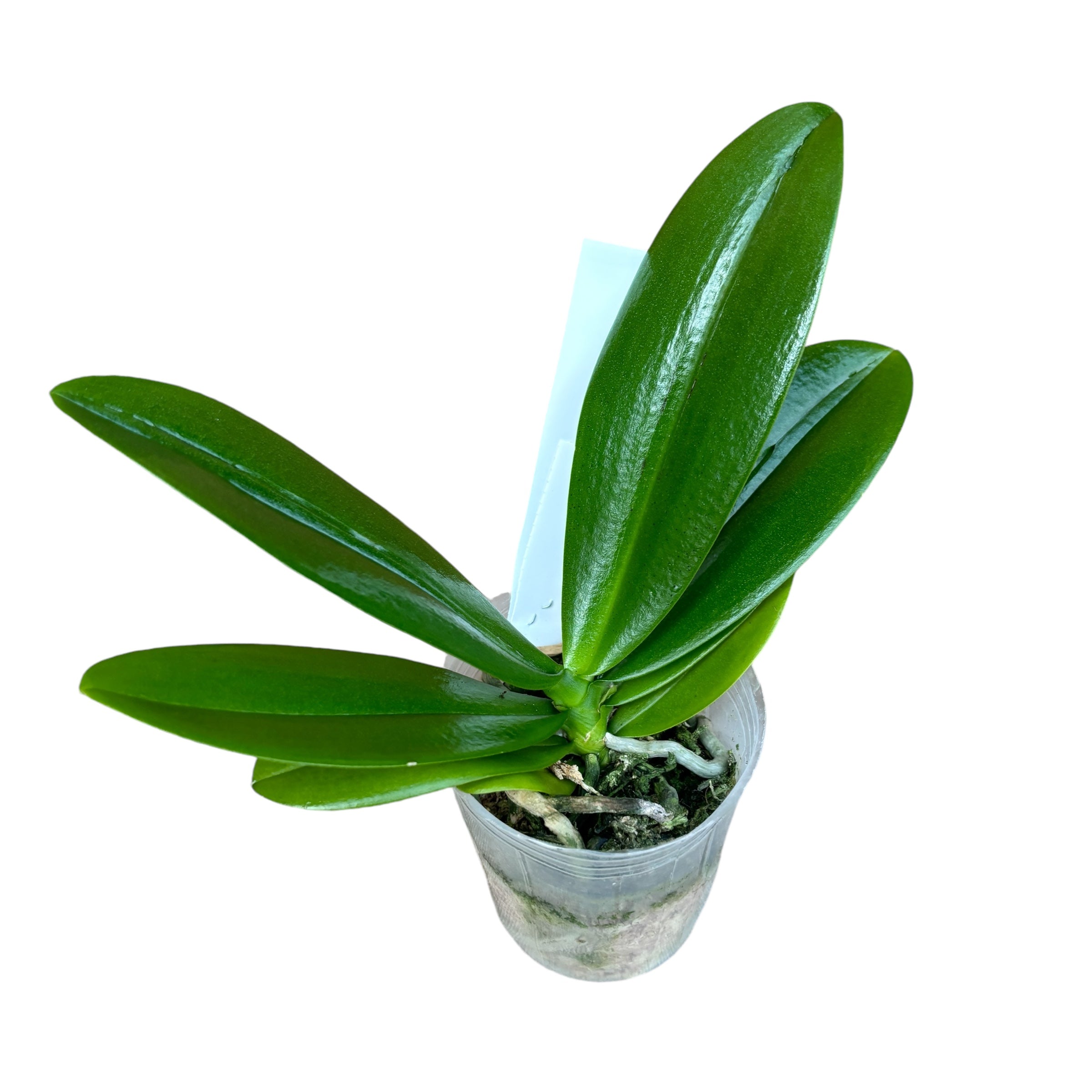 Phalaenopsis Yaphon Perfume 'Coffee Red' parfumat