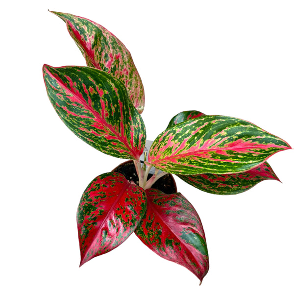 Aglaonema Pincut D9