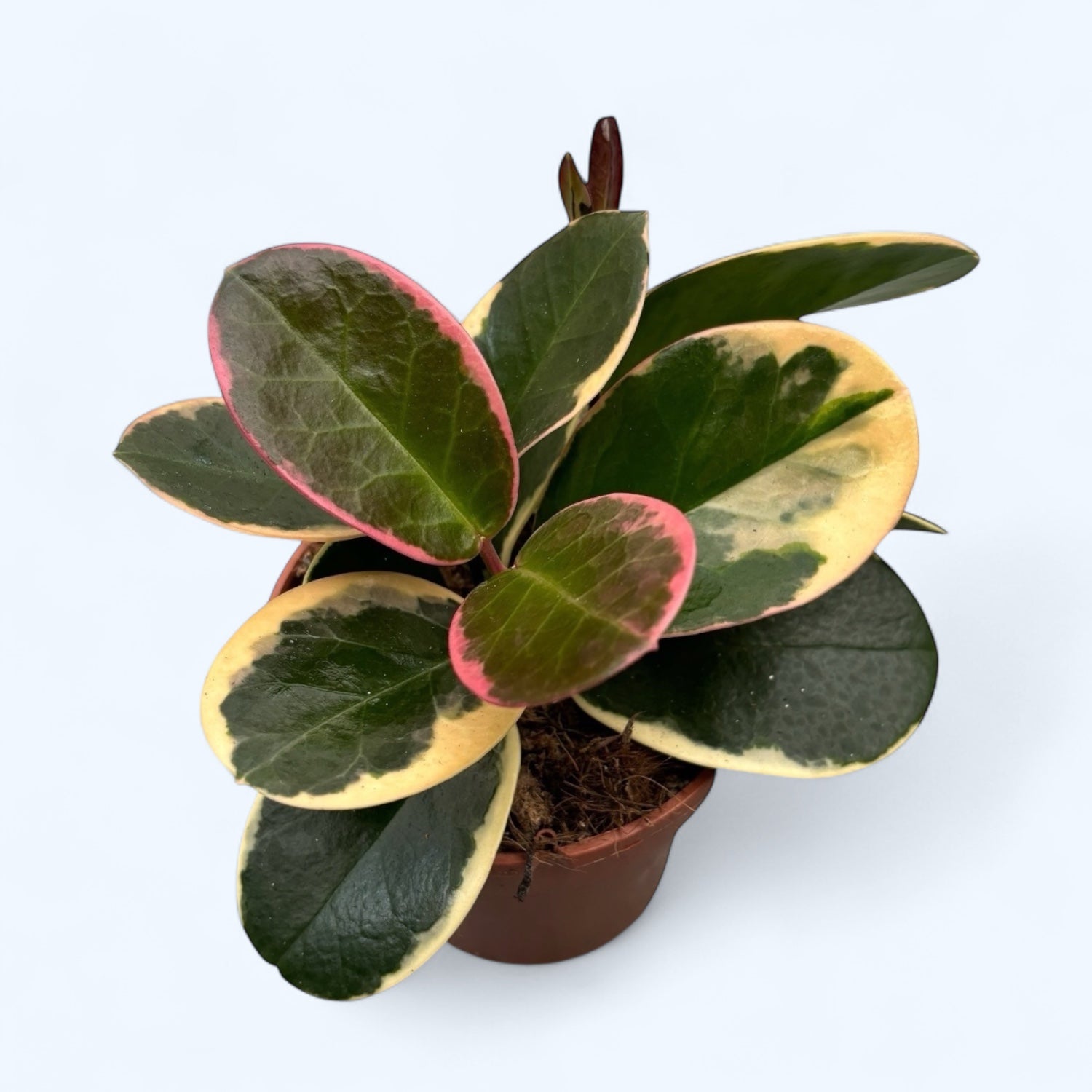 Hoya australis 'Blondie' (albomarginata)