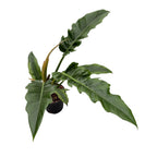 Philodendron 'Narrow Escape' (Sawtooth) - spectacular foliage with an exotic look