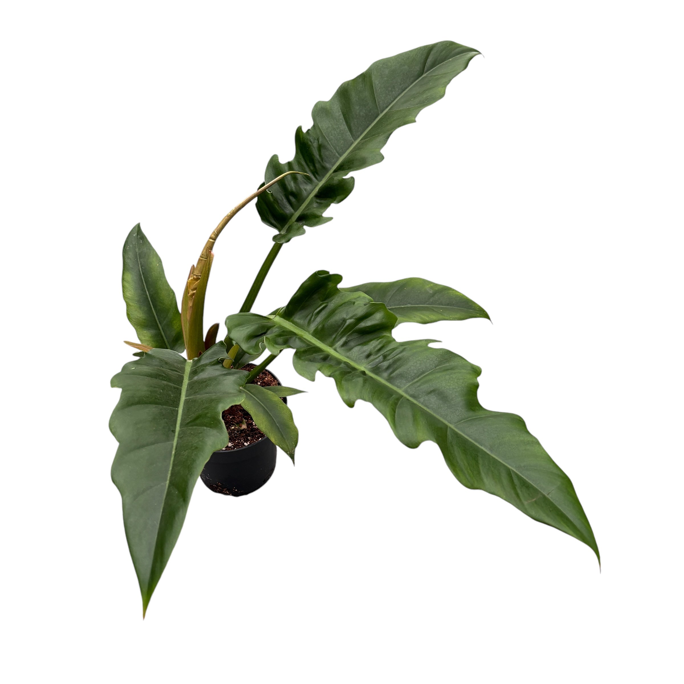 Philodendron 'Narrow Escape' (Sawtooth) - frunzis spectaculos cu aspect exotic