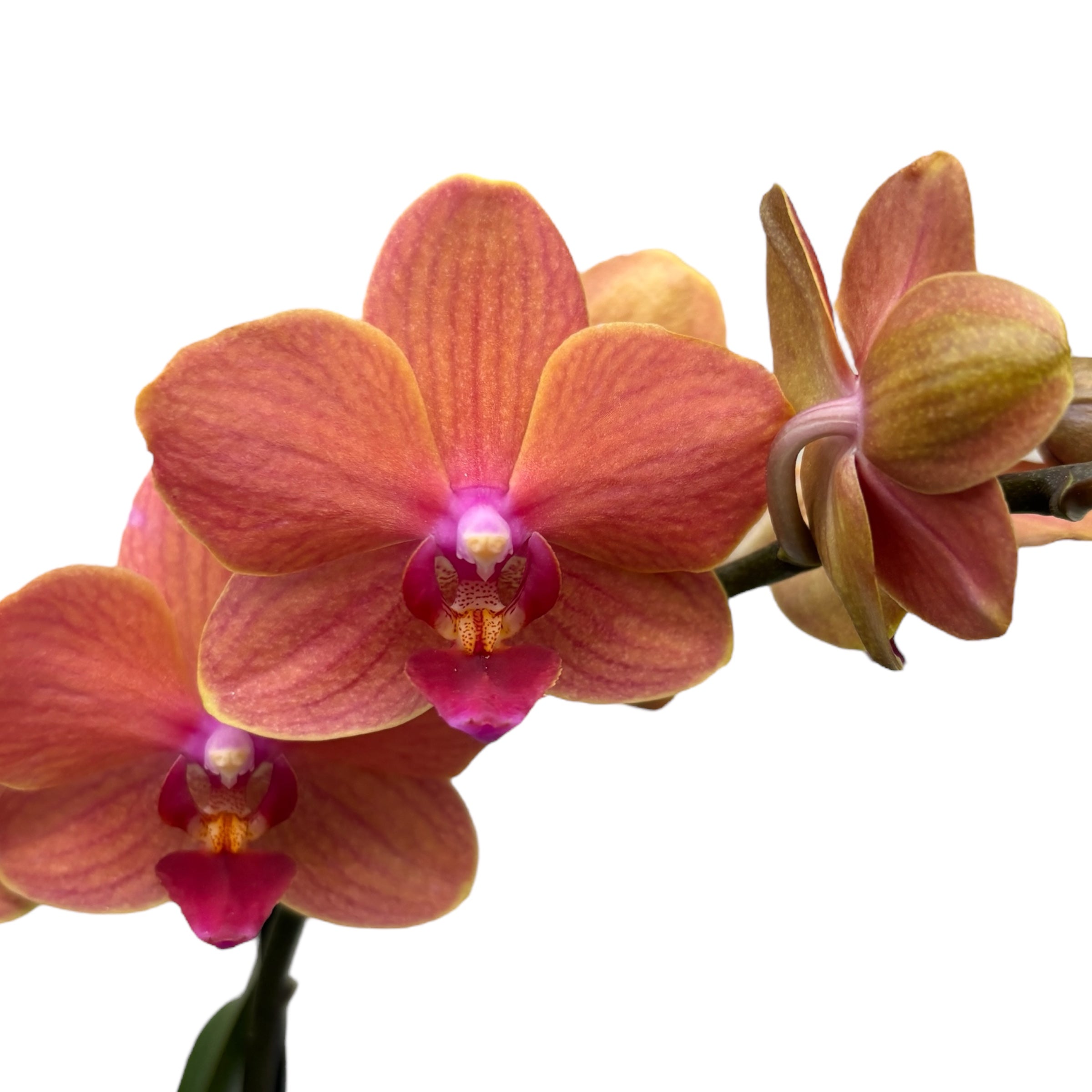 Phalaenopsis Bolzano