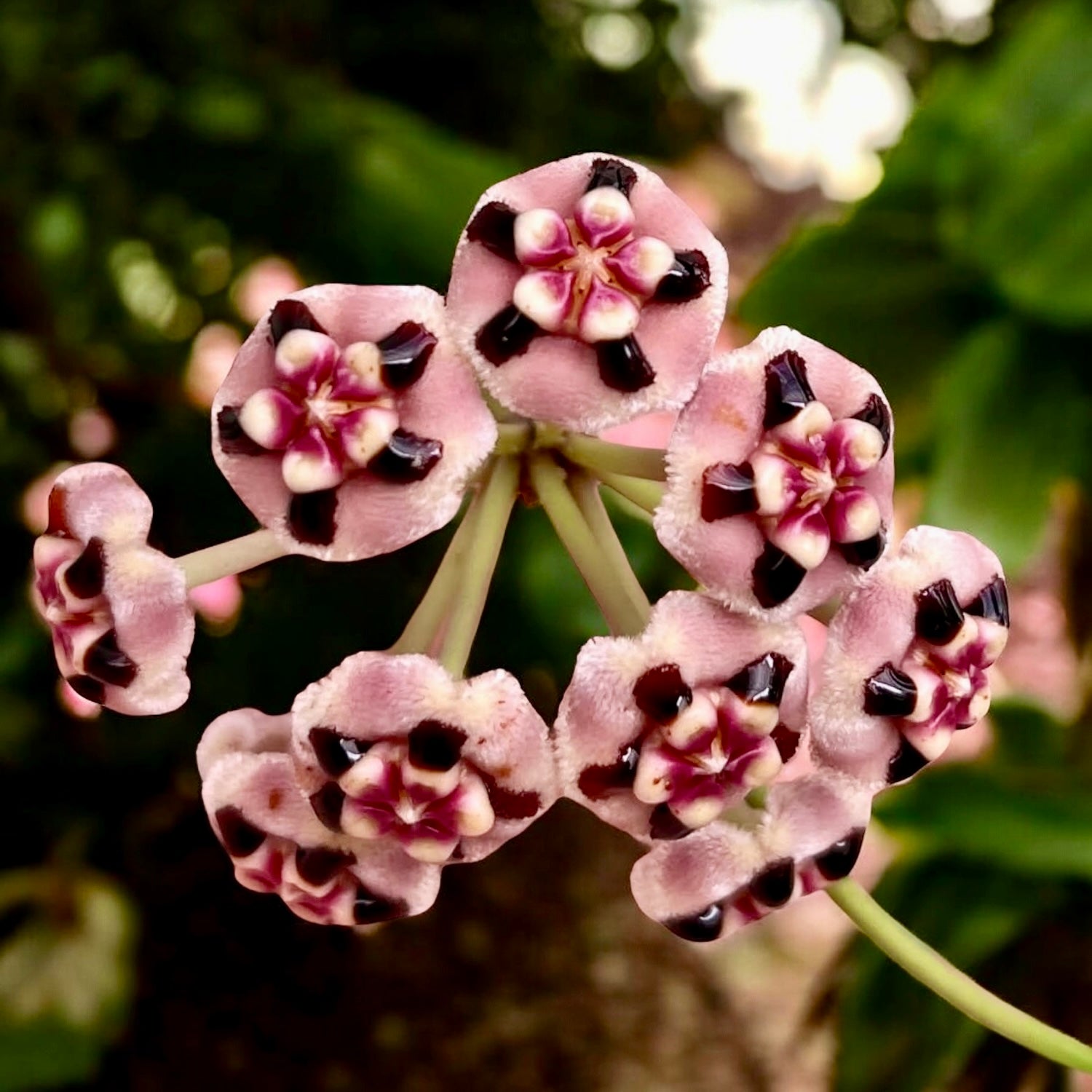 Hoya meliflua - exemplare XXL!!