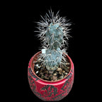 Tephrocactus alexanderi