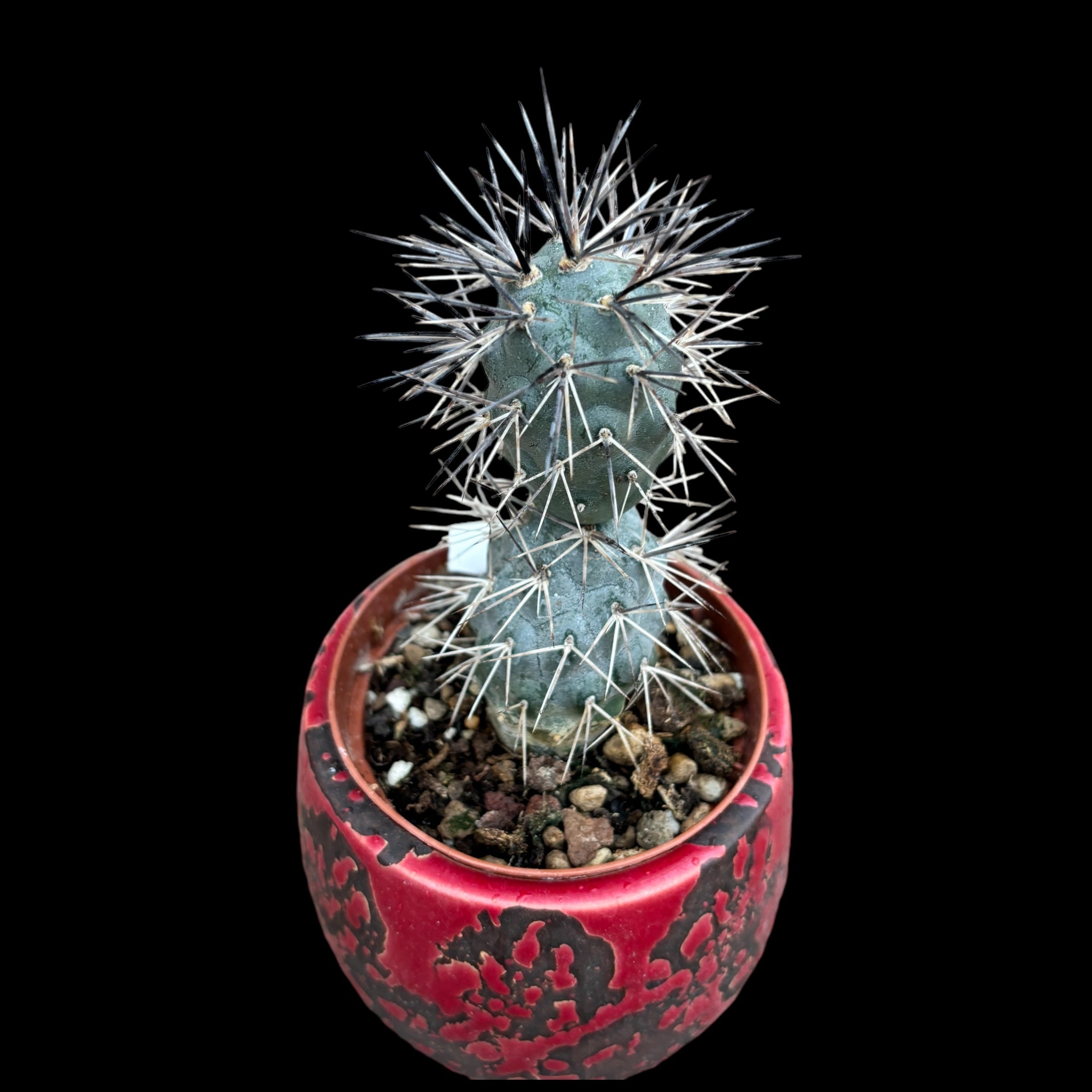 Tephrocactus alexanderi