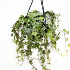 Hedera Mint Kolibri - Hiedra colgante en maceta