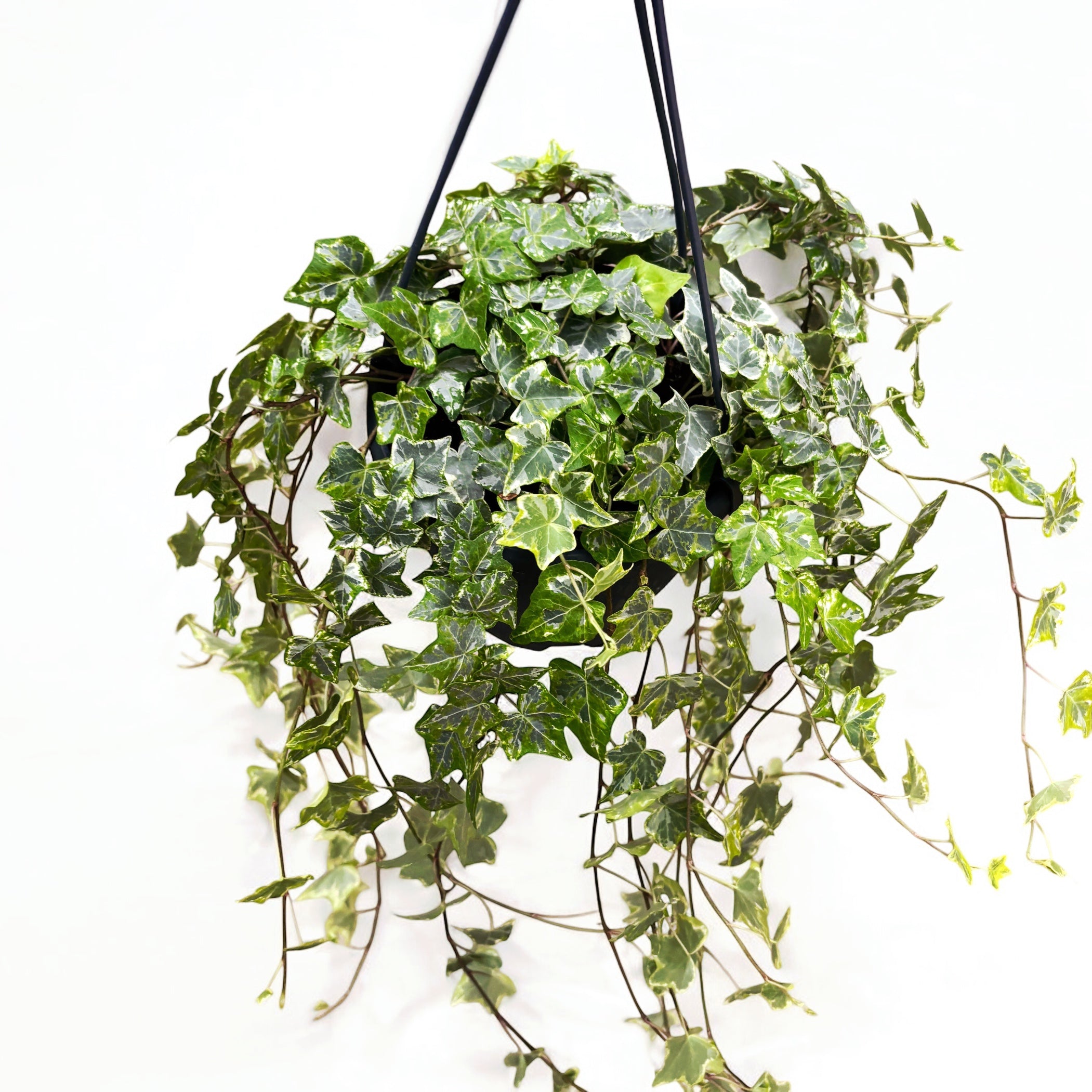 Hedera Mint Kolibri - Iedera curgatoare in bol