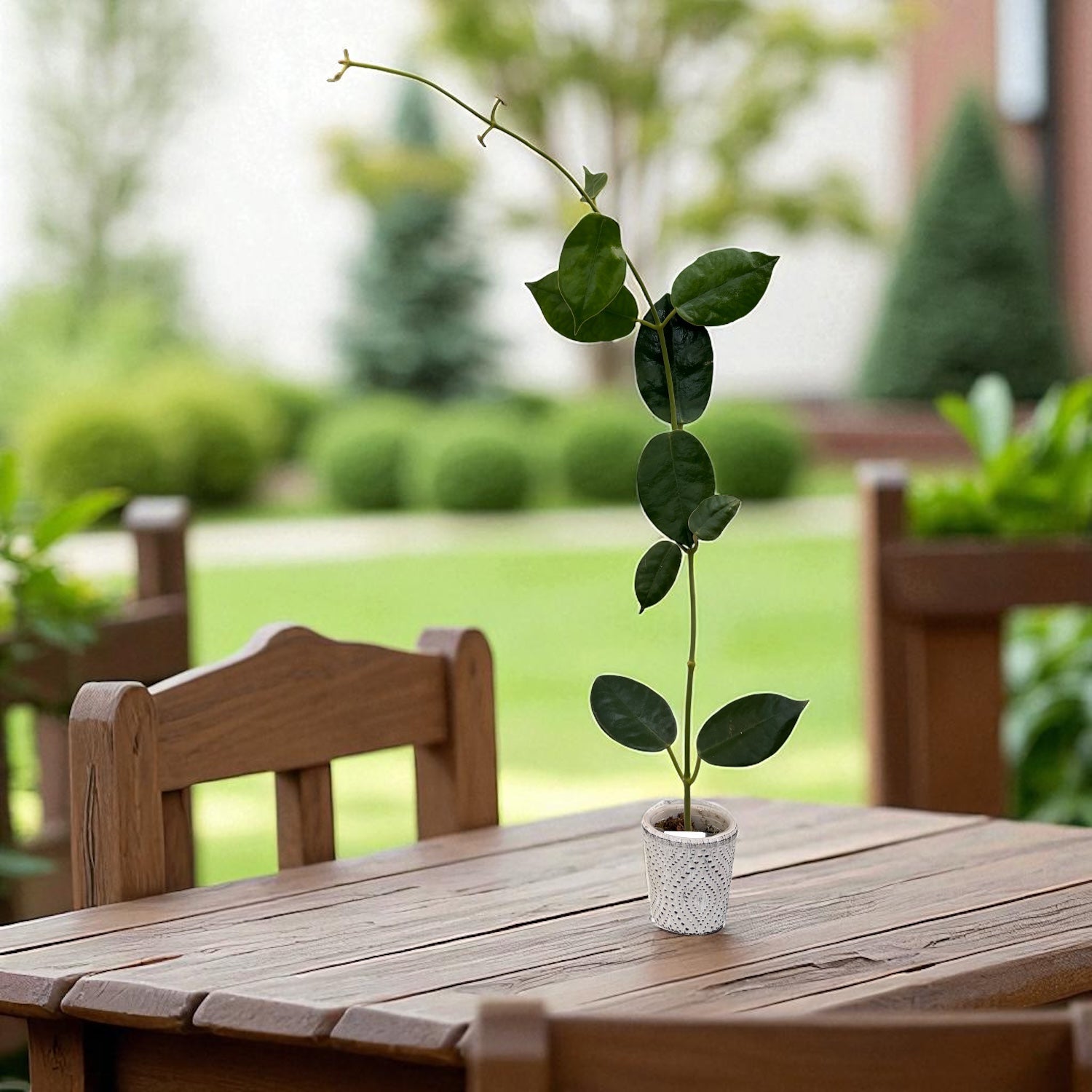 Hoya gigas - flori uriase, parfumate