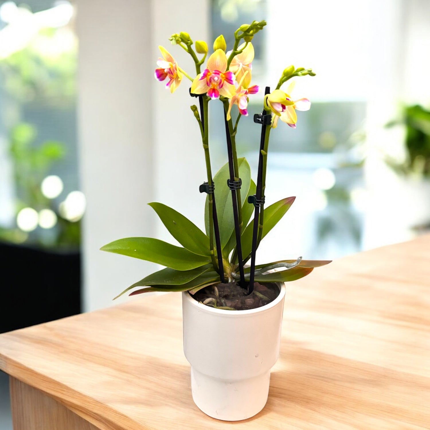 Phalaenopsis I-Hsin Venus pelorica - fiori intensamente profumati