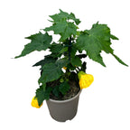 Abutilon 'Yellow' (Floarea artar galbena)