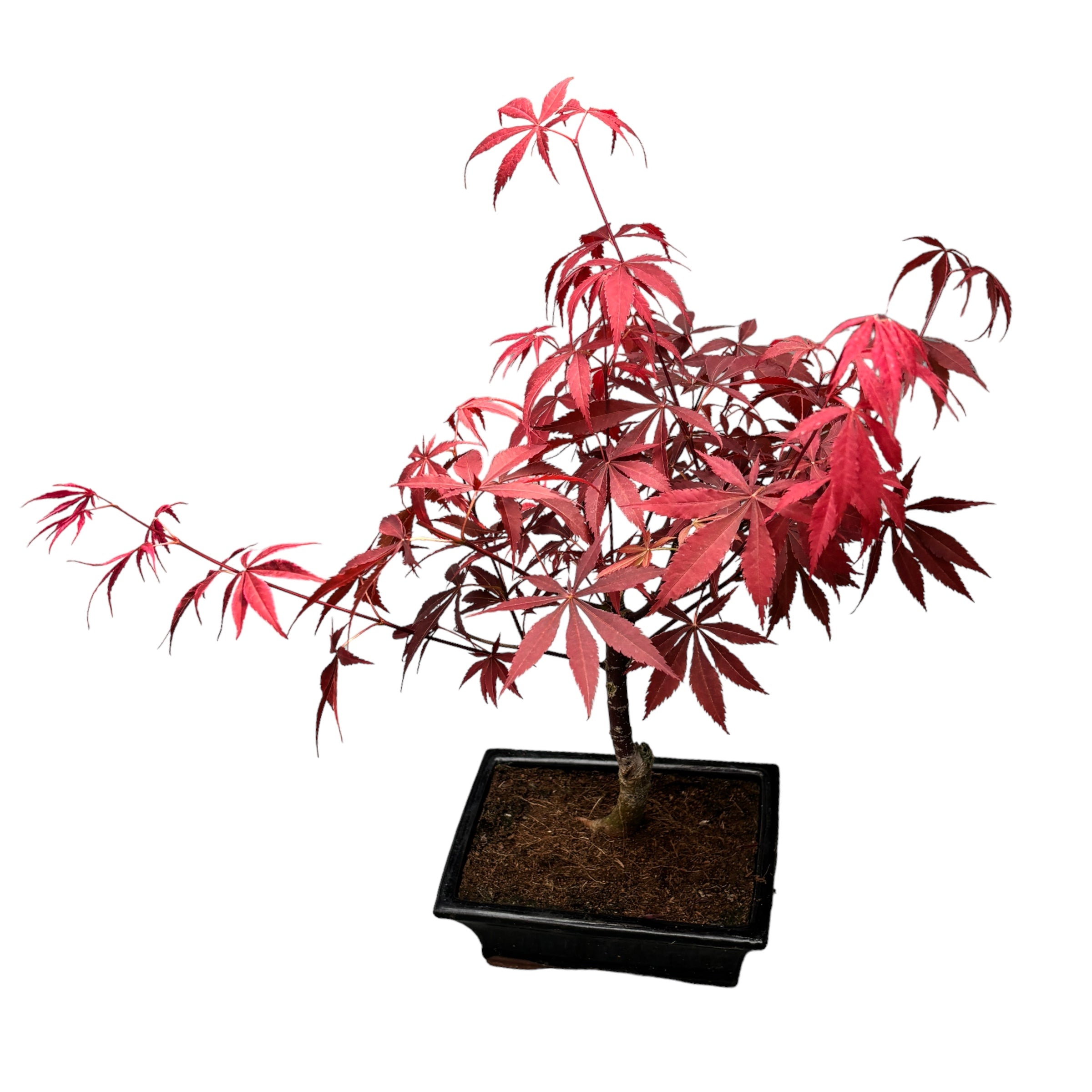 Bonsai Acer Red