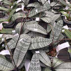 Phalaenopsis schilleriana - flores perfumadas (ejemplares XL)