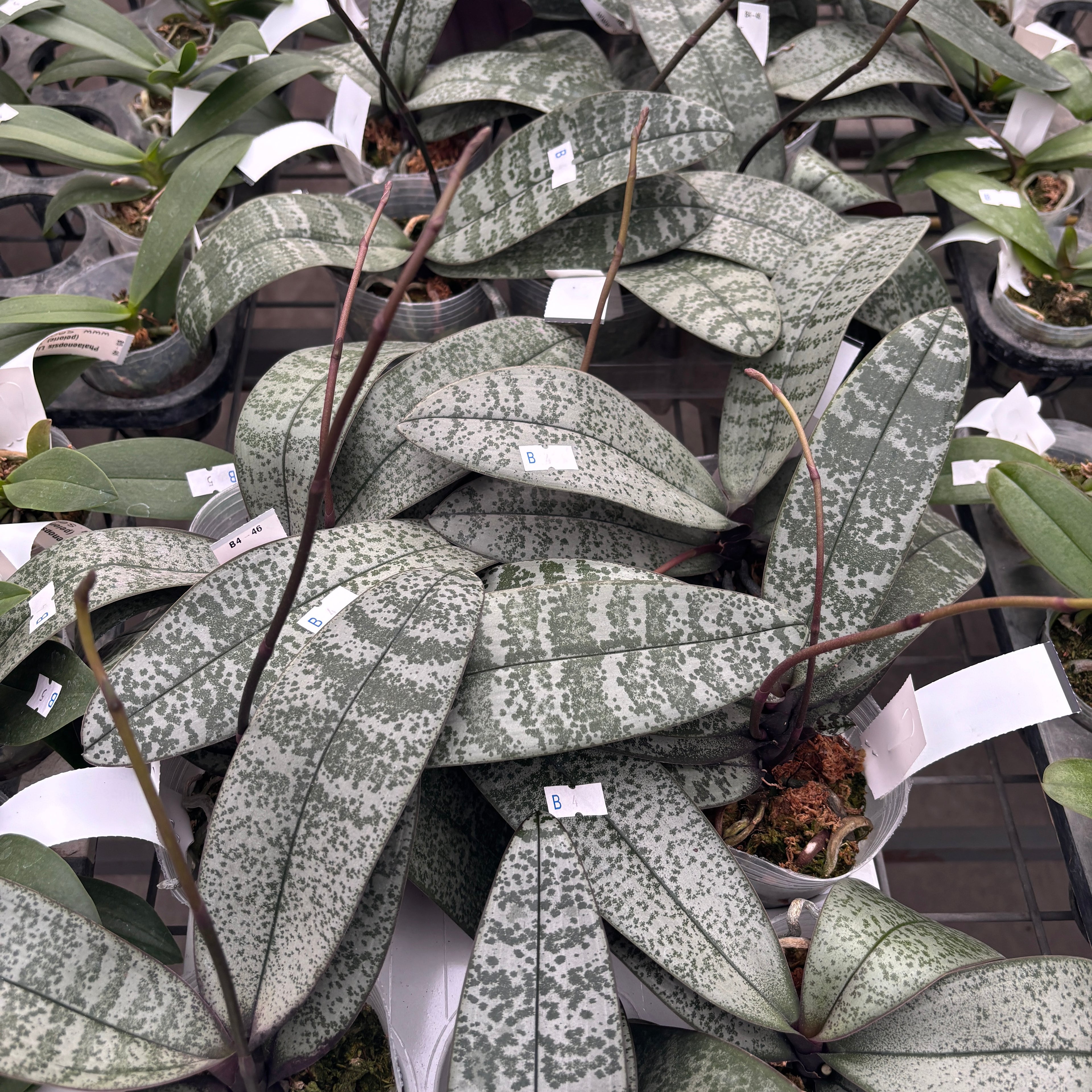 Phalaenopsis schilleriana - fragrant flowers (XL specimens)