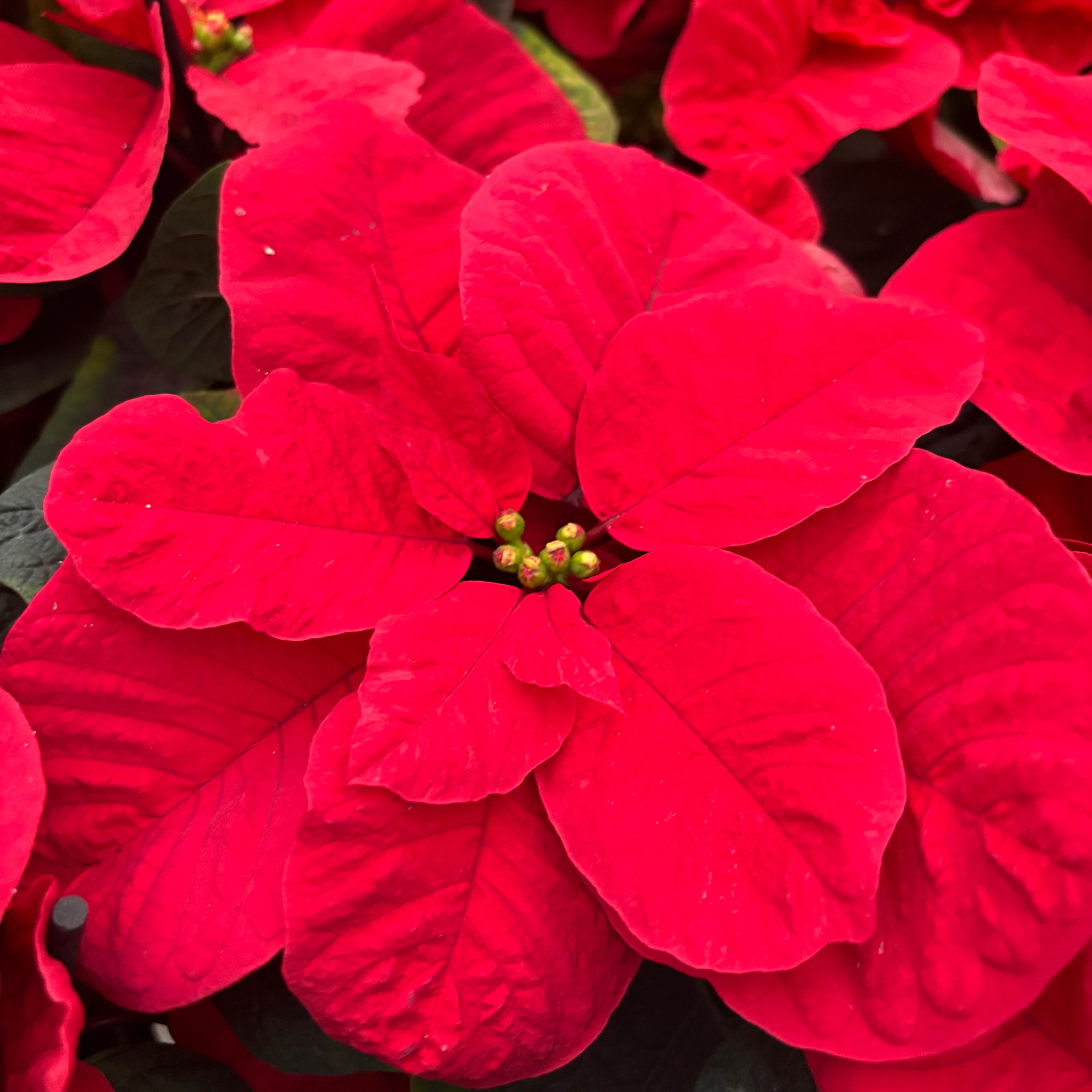 Euphorbia pulcherrima ‘Christmas Mouse’ -  craciunita cu bractee rotunjite, in forma de urechi de soricel