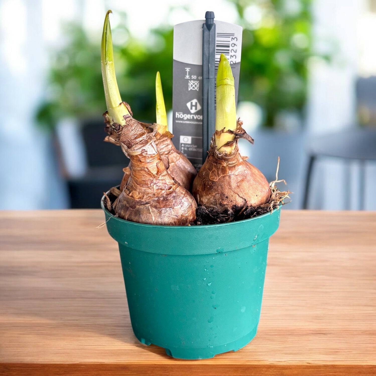 Sommer-Knotenblume - Leucojum aestivum