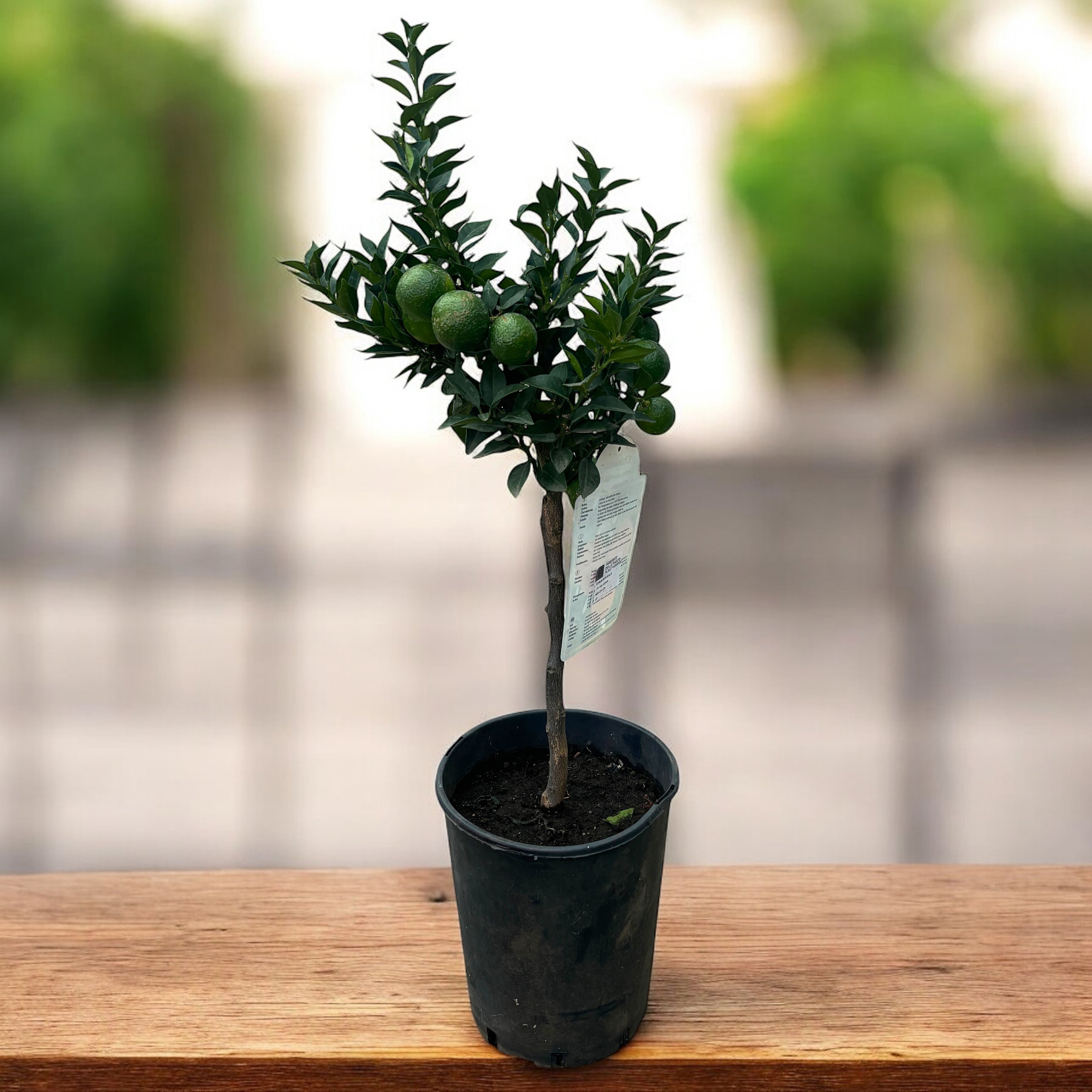 Citrus aurantium var. Myrtifolia - Chinotto