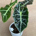 Alocasia amazonica dwarf