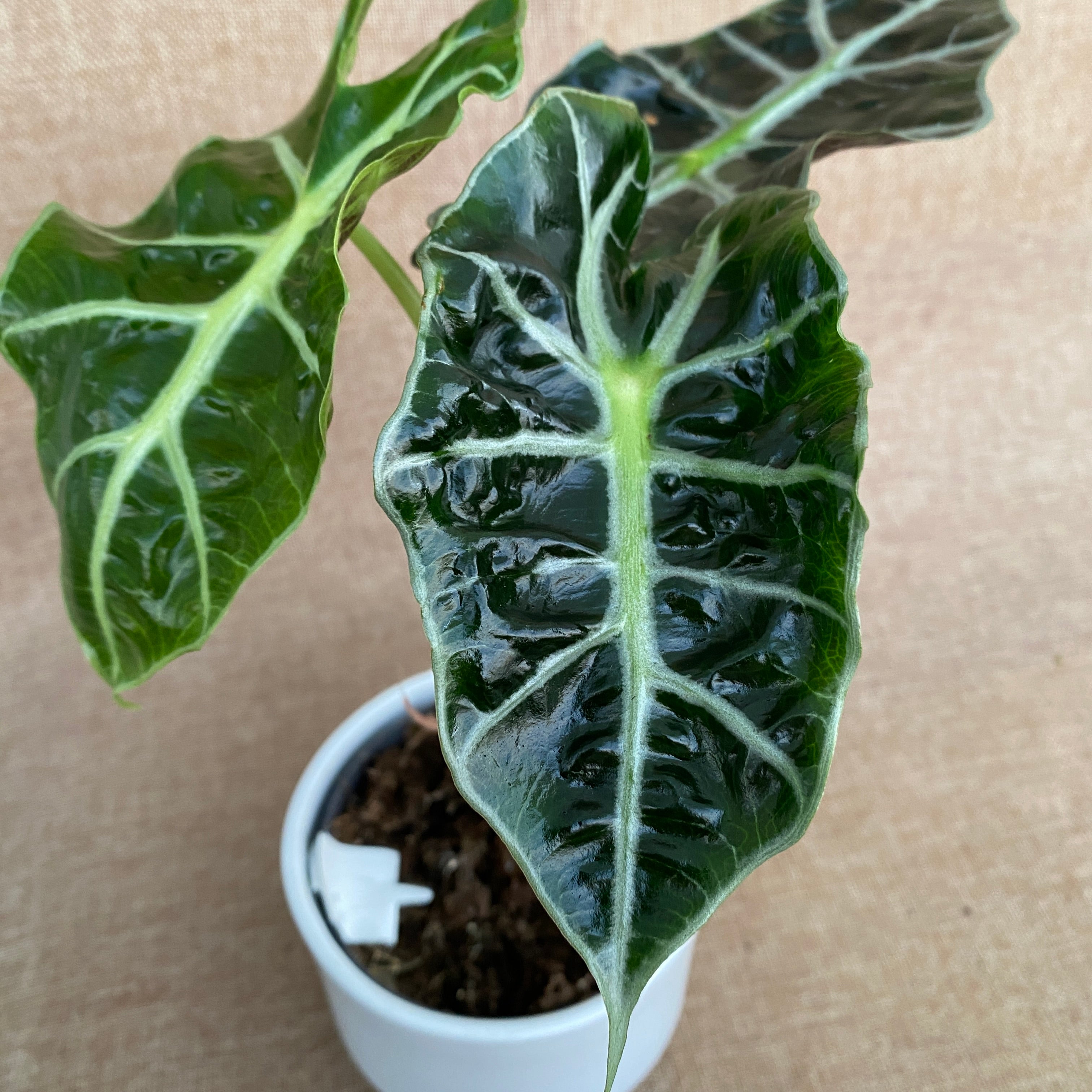 Alocasia amazonica dwarf