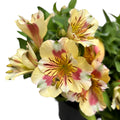 Alstroemeria Colorita 'Yellow' - sárga virágú perui liliom