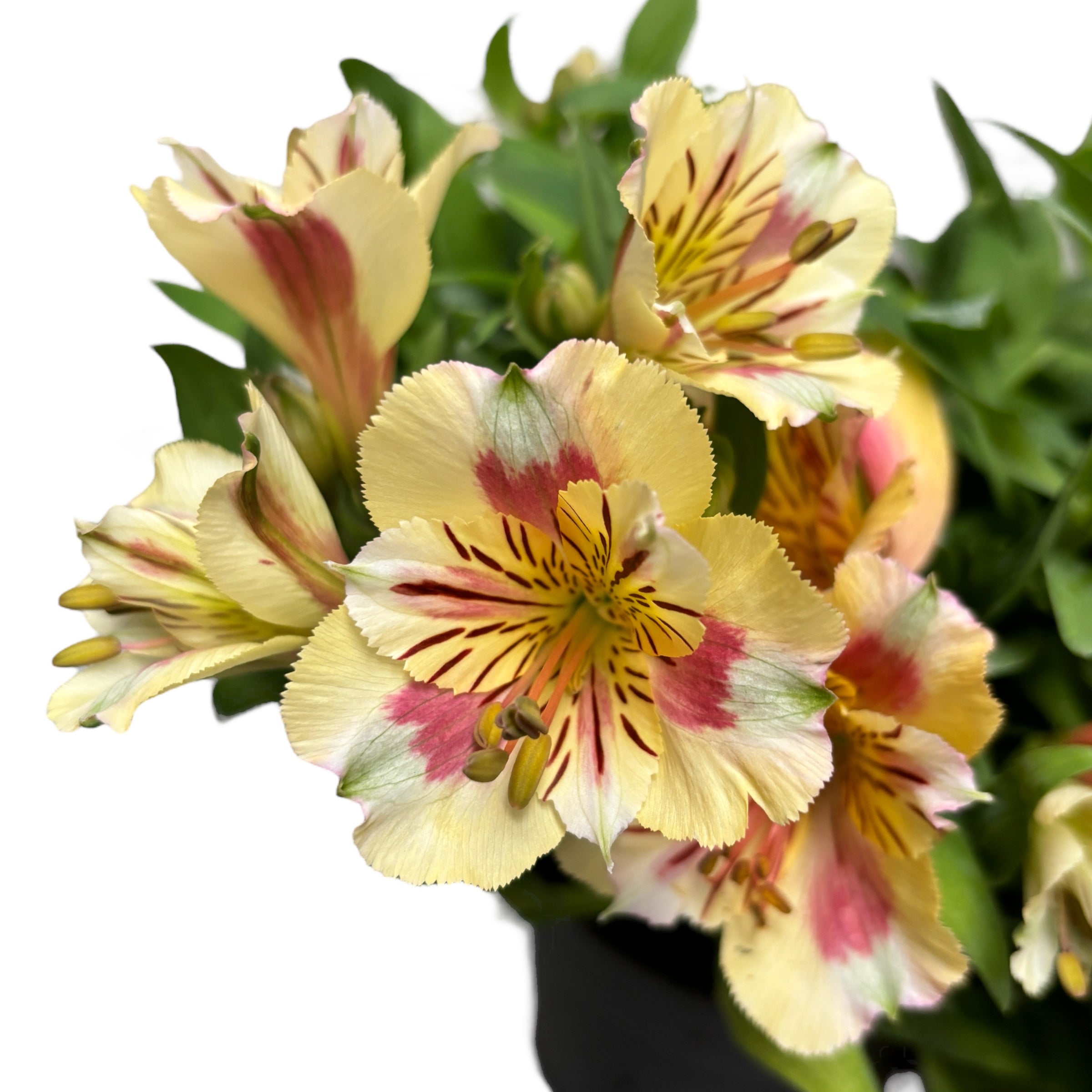 Alstroemeria Colorita 'Yellow' - crin peruvian cu flori galbene