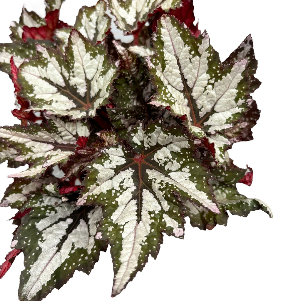 Μπεγόνια 'Bewitched Wintergreen'