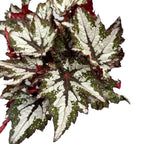 Begonia 'Bewitched Wintergreen'