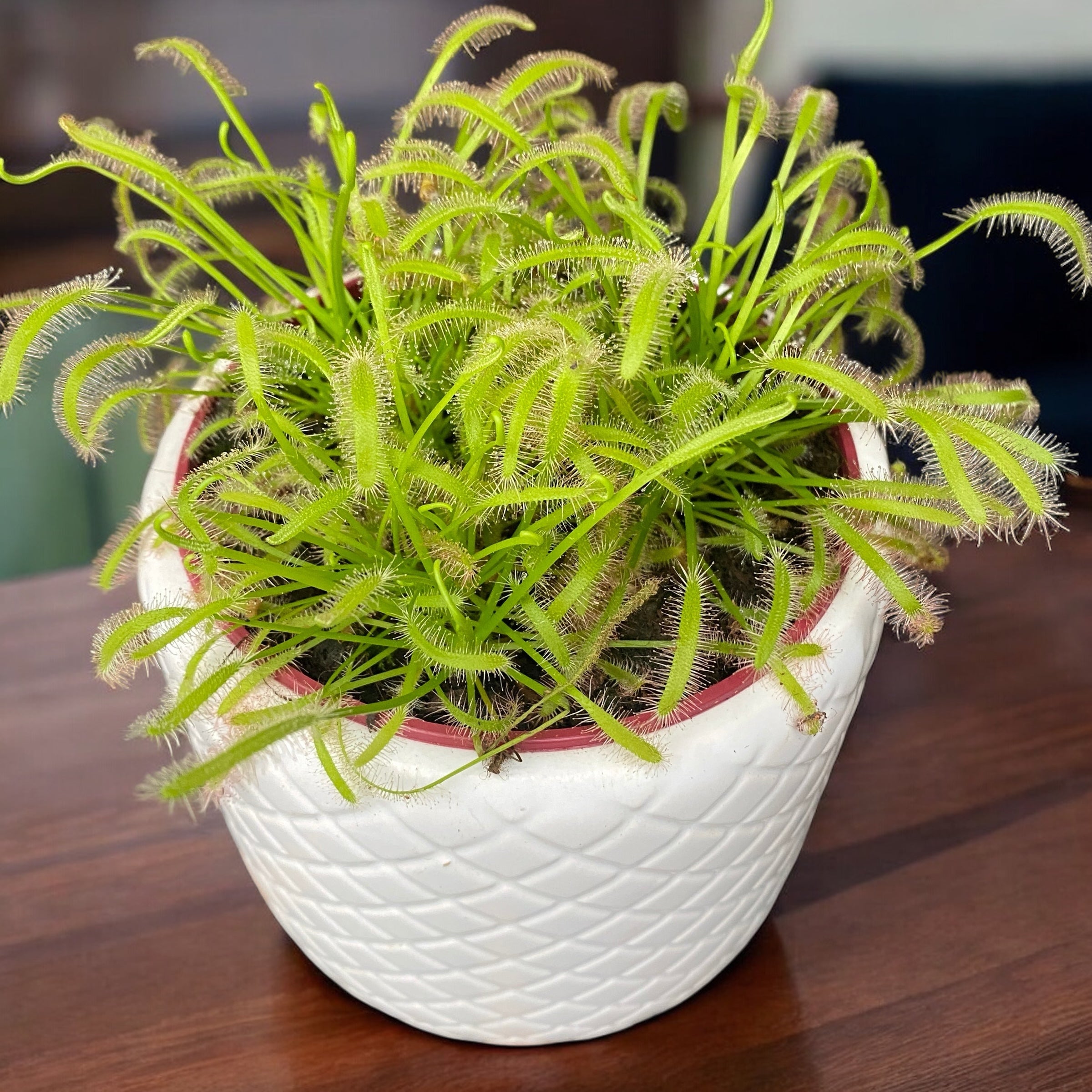 Drosera Capensis ‘Alba’ - Roua cerului D12