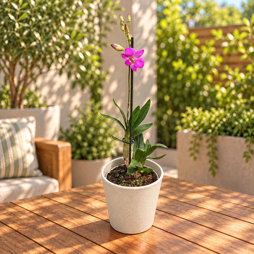 Dendrobium Phalaenopsis «Pink Candy»
