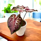 Caladium 'Xplosion' – planta de interior cu frunze colorate artistic