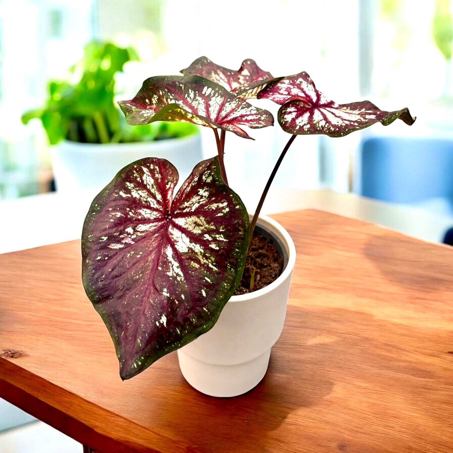 Caladium 'Xplosion' – planta de interior cu frunze colorate artistic