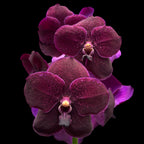 Vanda Nitaya Velvet Blackberry (Ansu)