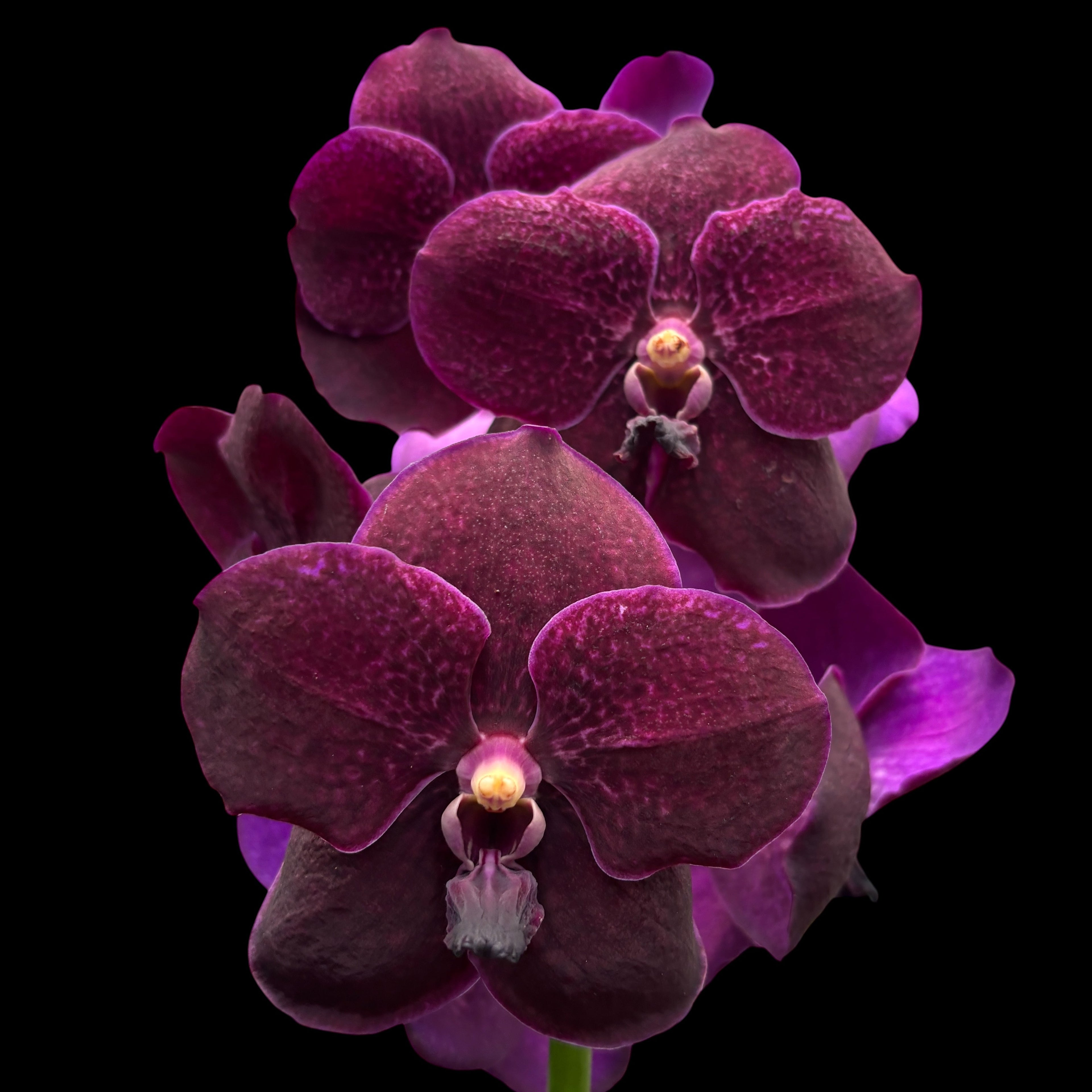 Vanda Nitaya Velvet Blackberry (Ansu)