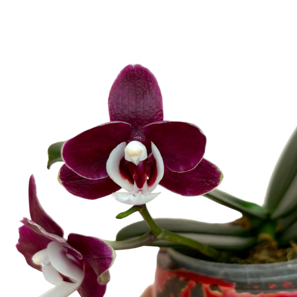 Phalaenopsis Kaoda Twinkle '3083' * parfumata