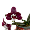 Phalaenopsis Kaoda Twinkle '3083' * vonná