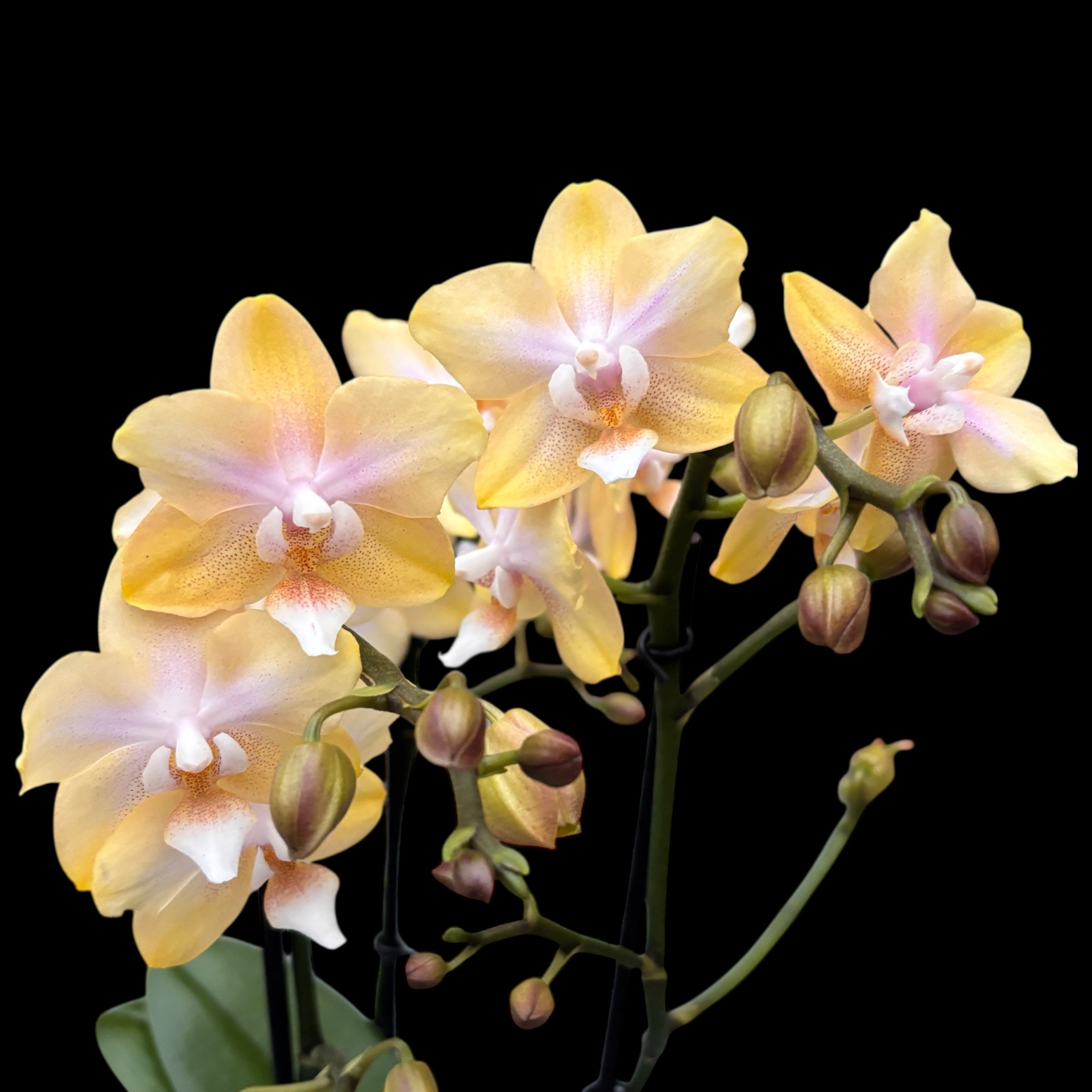 Phalaenopsis Bronze Buddha ‘Lemon’ (Bolgheri Lemon) – orhidee cu flori parfumate in nuante solare