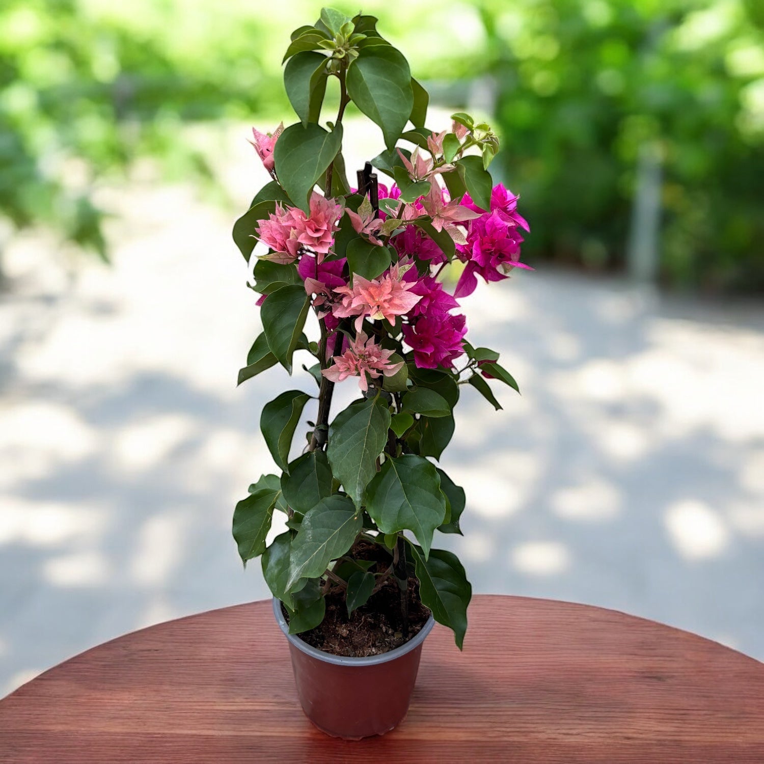 Bougainvillea cu flori duble ‘Pink & Peach’ - Floarea de hartie cu 2 culori/ghiveci