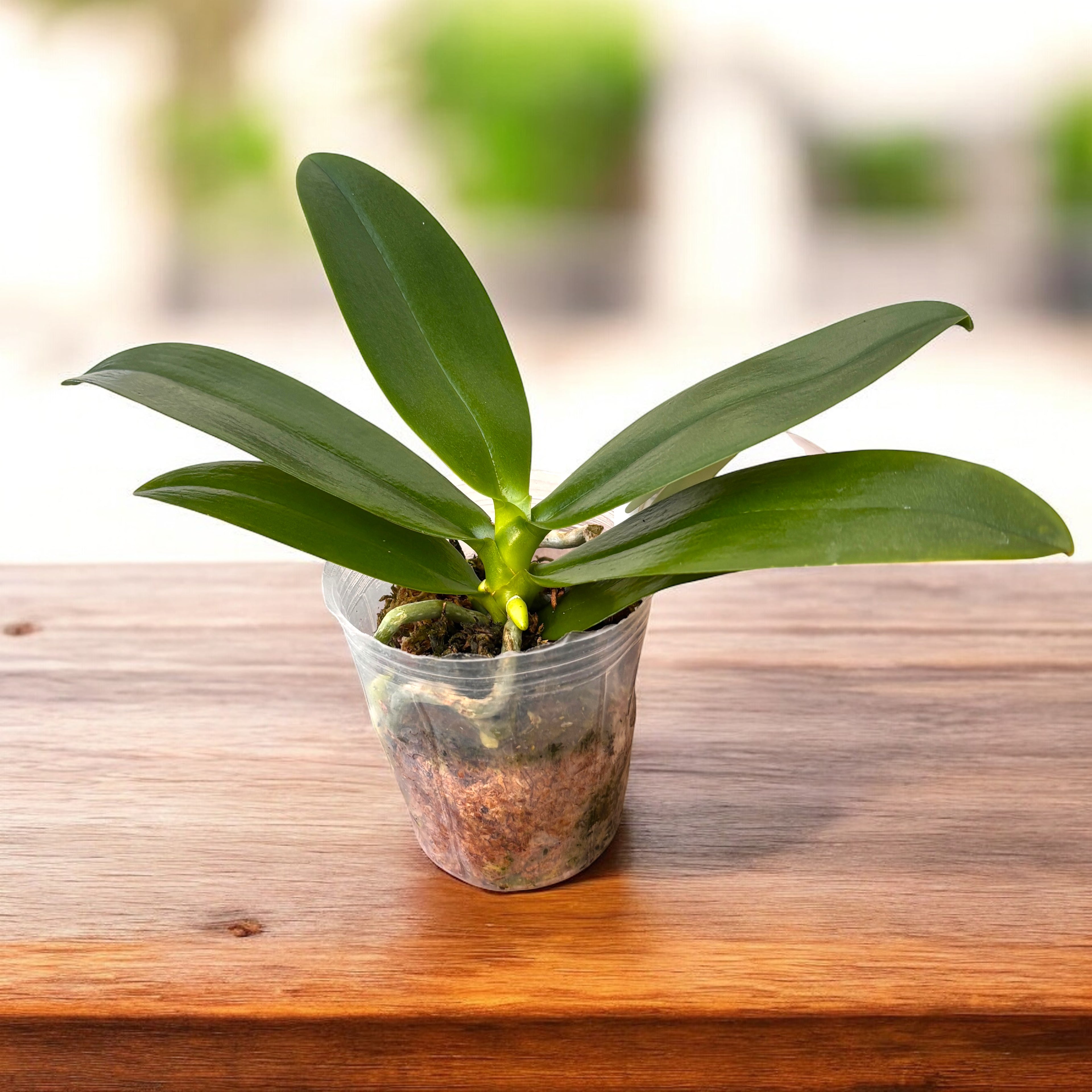 Phalaenopsis Cheese Burnt Cream (peloric) - flori parfumate