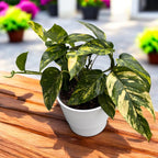 Epipremnum pinnatum ‘Cintho Goldfinger’