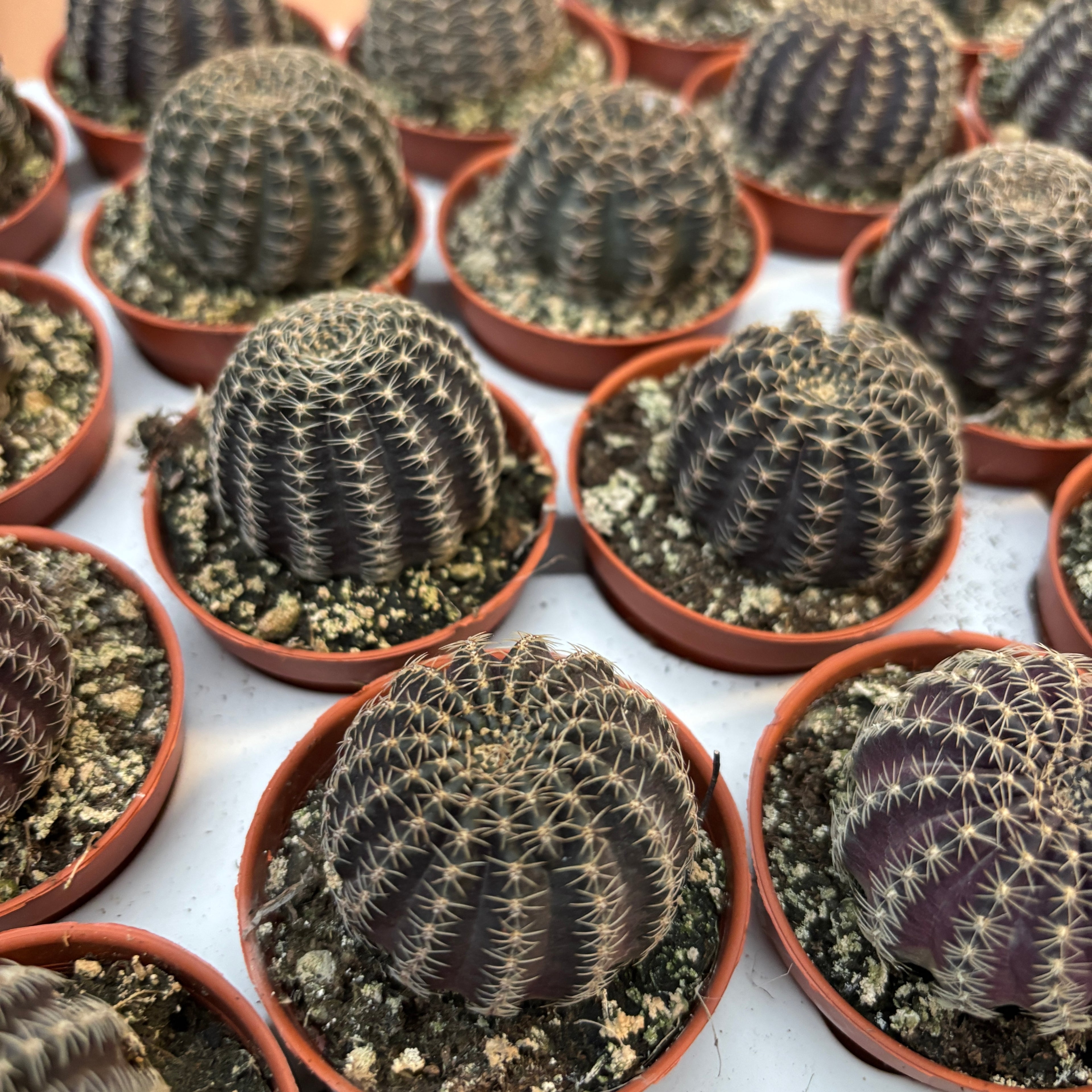 Lobivia Sublimiflora