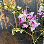 Phalaenopsis Younghome Lucky Star (0018 - pelorica) (Paesi Bassi)