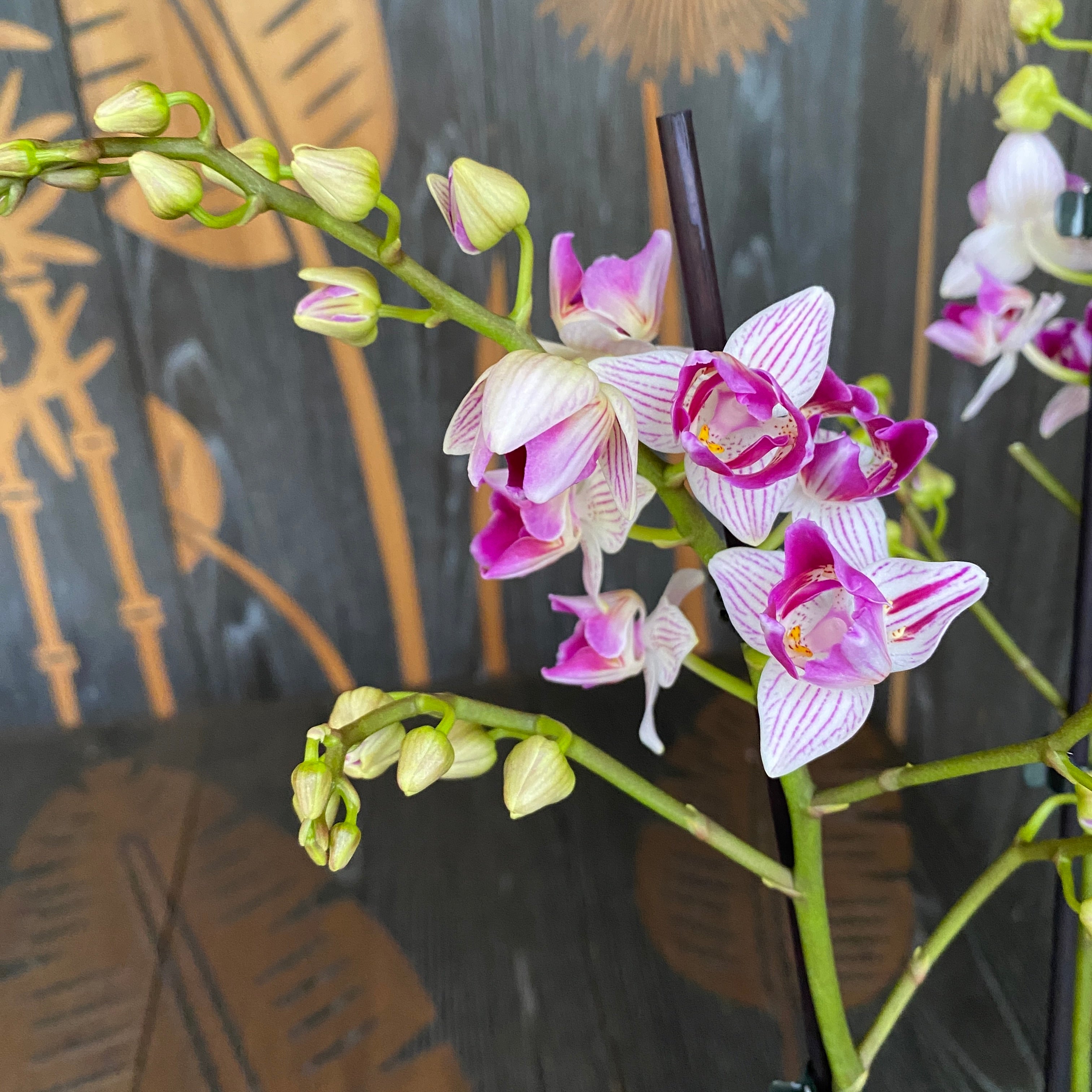 Phalaenopsis Younghome Lucky Star (0018 - peloric) (Olanda)