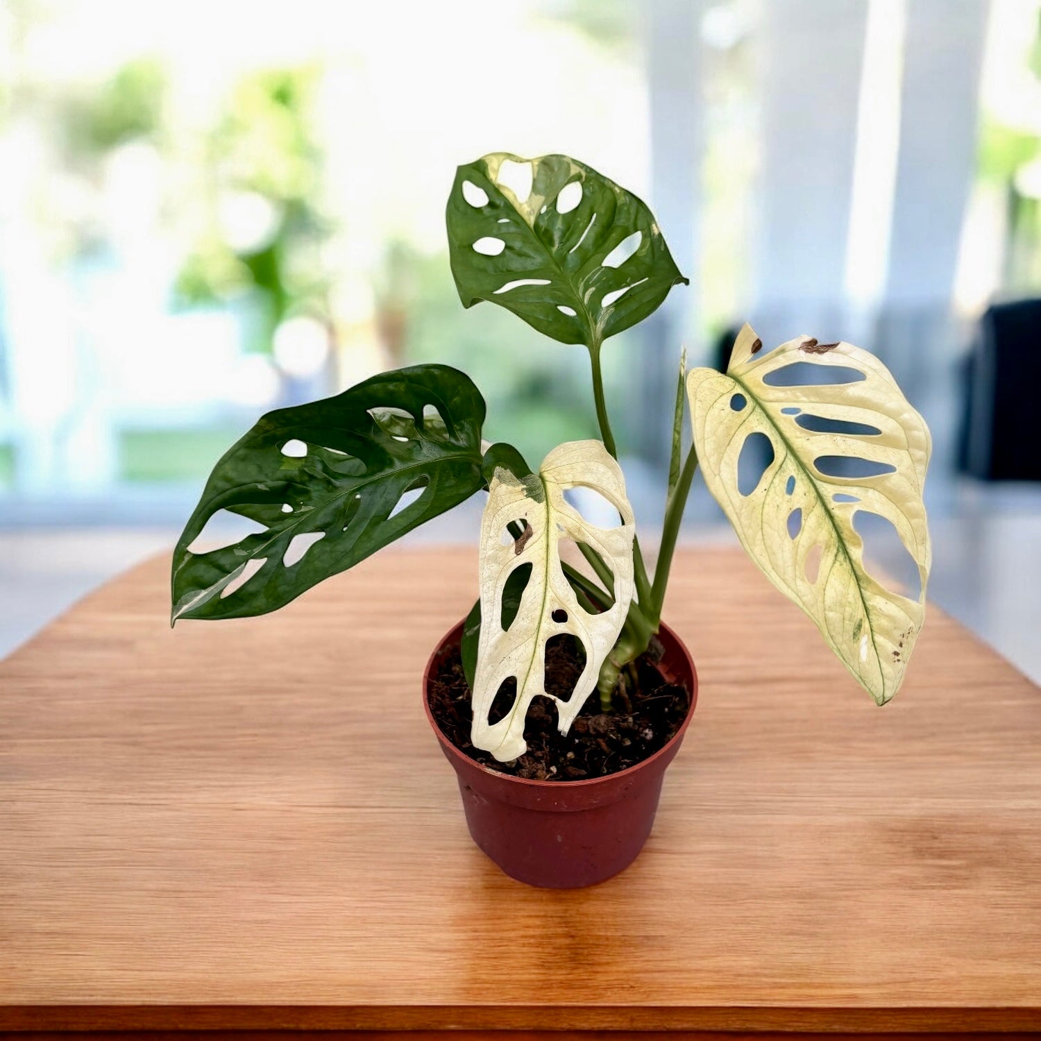 Leverans Sallsynt Vaxt Monstera Adansonii Variegata H40 main image 1