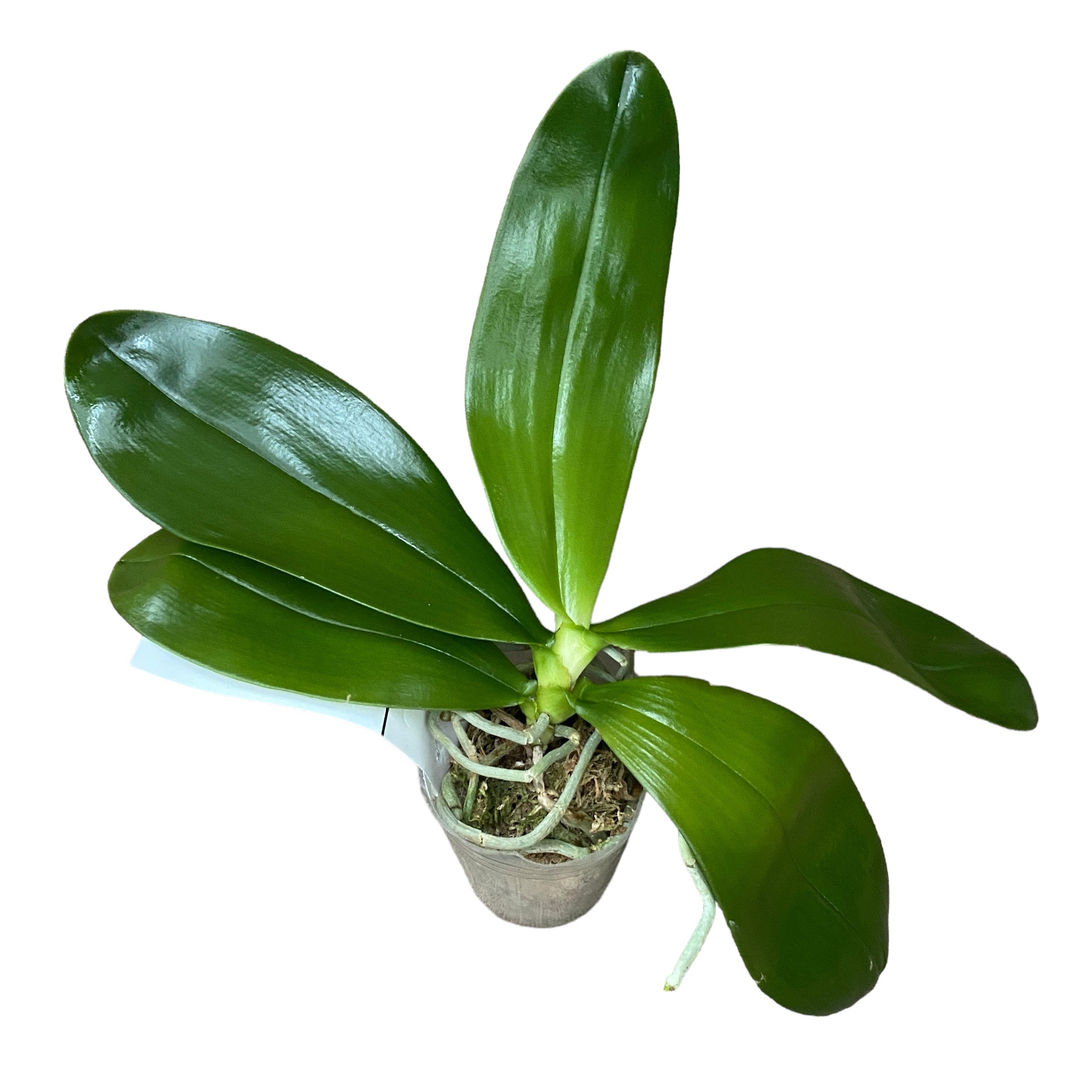 Phalaenopsis Lyndon Mix Zebra '867'