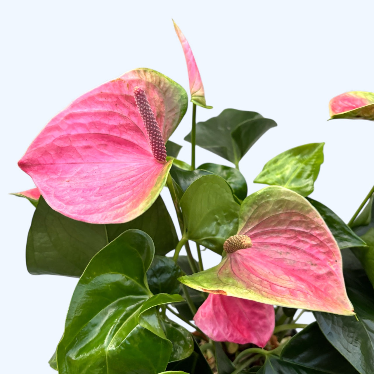 anthurium roze Anthurium 'Karma Pink' – elegante roze bloemen met een weelderige trop – Secret Garden Plant Shop