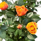 Trandafiri pitici de gradina (3 plante/ghiveci)