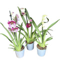 Miltoniopsis-Mix - Duftende Veilchen-Orchidee