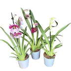Miltoniopsis-Mix - Duftende Veilchen-Orchidee