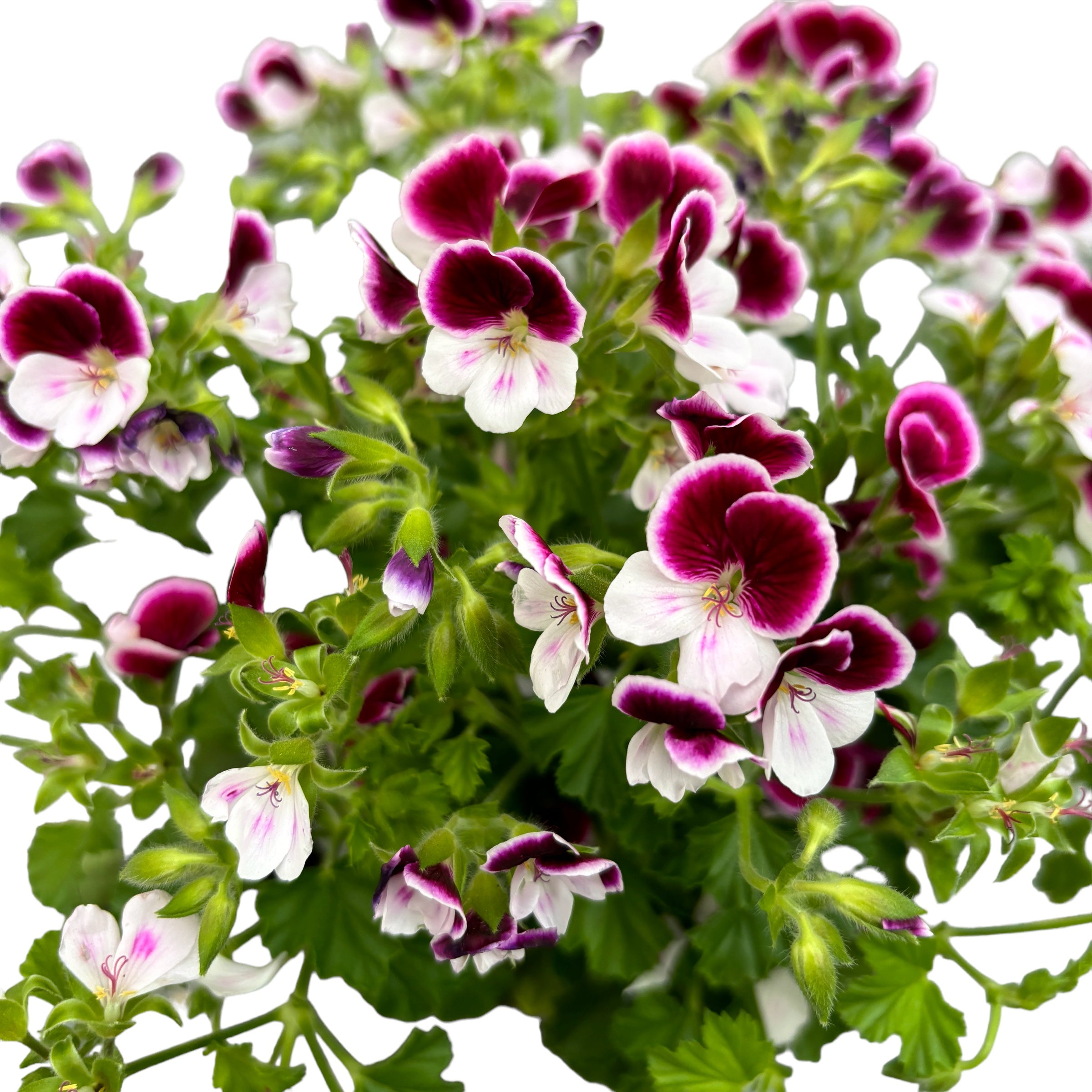 Muscate antitantari - Pelargonium graveolens ‘Eva’ (Anti-Mosquito)