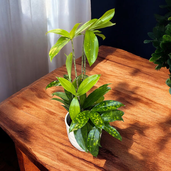 Dracaena surculosa 'Lindl' 4 -5 Pflanzen/Topf