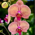 Phalaenopsis Golden Leopard